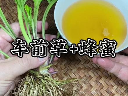 车前草+蜂蜜的妙用#养生知识
