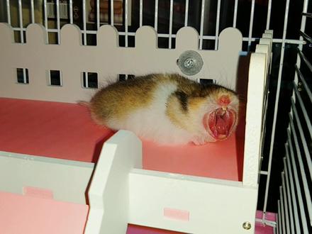 超治愈的虎纹金丝熊#宠物 #金丝熊 #虎纹熊 #仓鼠 - 抖音