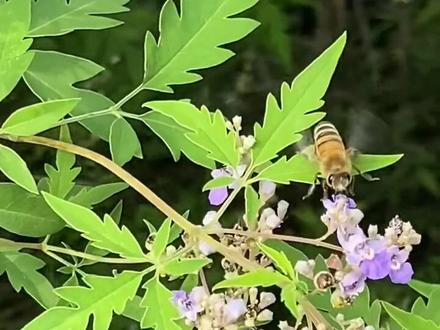 #上热门 四大名蜜——荆条蜂蜜#养蜂人#蜂蜜 #知识分享 #涨知识