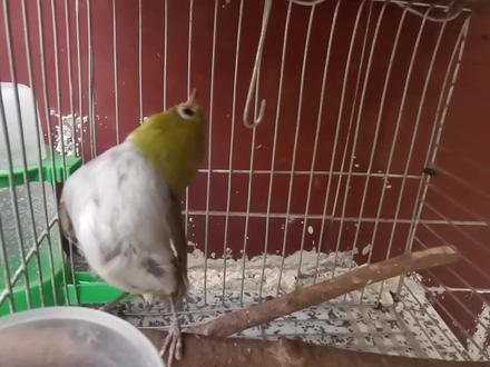 绣眼鸟纠正仰头第四期 #绣眼 #绣眼鸟 #绣眼鸟 #仰头 #科学养鸟 #养鸟 #鸟