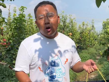 中秋节不知道送什么?可以送梨中“爱马仕”秋月梨,礼盒包装,送礼很有面#中秋礼品你准备好了吗 #秋月梨 #源头好生鲜