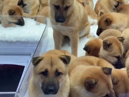 快来抓狗子🐶#小狗🐶 #萌宠 #小狗小狗 #萌宠