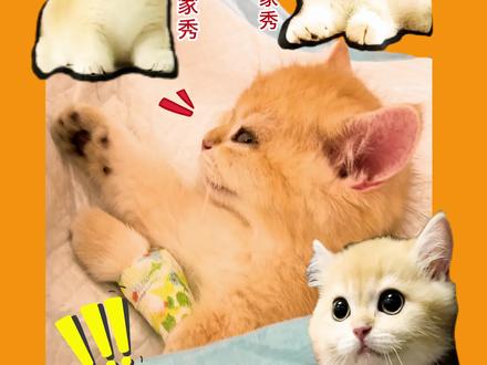 3万块买只“癫痫”猫是什么体验??如果你在@芒🥭小帅的猫🐱 /@芒果🥭名猫🐱 买的猫也出现了癫痫/其他遗传病/先天性疾病,请及时联系我!#猫 #猫咪 #猫咪的迷惑行为 #新手养猫 #小奶猫的成长日记