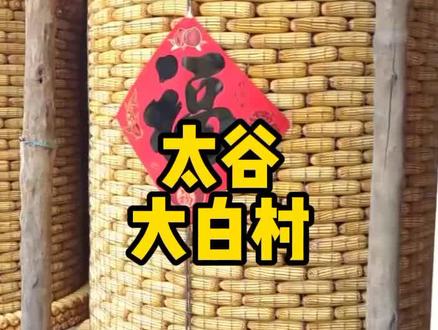山西太谷大白村石拴英家,玉米整整齐齐的摆放,太美了@拍摄张跃才#热门推荐