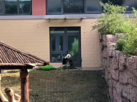 云子(谱系号749),雄性大熊猫,2009年8月5日出生于美国加利福尼亚州圣地亚哥动物园,母亲为白云,父亲为高高。其名字通过全美征名活动选定,从6300个候选名中入围五强后以28%得票率确定为“云子”,寓意“白云之子”。2010年1月首次公开亮相,2014年1月搭乘航班经48小时旅程返回中国,入驻中国大熊猫保护研究中心都江堰基地,成为该基地首只海归大熊猫,2015年4月被调配至河北石家庄动物园至今。
2022年2月,云子被诊断出双侧睾丸肿瘤,经中国大熊猫保护研究中心专家协同三甲医院进行CT及彩超检查后,于3月11日完成肿瘤切除手术,术后食欲恢复且状态稳定,其在石家庄动物园生活期间体重达105公斤,每日进食竹笋及新鲜竹竿。
兄弟姐妹:华美、美生、苏琳、珍珍、小礼物#来这吸熊猫 #石家庄动物园 #大熊猫云子 #大熊猫高高 白云的儿子#珍爱生命保护国宝大熊猫