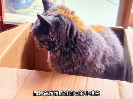 3条经验告诉你,蓝猫为什么喜欢躲箱子里 养过英短蓝猫的铲屎官,大概率都有过这样的经历:刚拆完快递,空箱子还没来得及扔,转头就发现家里的蓝猫蜷成一团“毛球”,安安稳稳窝在里面,任你怎么叫、怎么逗,都不肯轻易挪窝。不少人会疑惑,明明给它买了昂贵的猫窝,它却偏爱廉价的纸箱,其实蓝猫爱躲箱子,藏着3个刻在骨子里的原因。
第一个原因,是蓝猫的“安全感刚需”。作为人工繁育的宠物猫,蓝猫性格温顺、胆子不算大,对“密闭空间”有天生的依赖。纸箱四周有遮挡、空间相对狭小,能让蓝猫清晰感知到周围的动静,不会被来自背后、侧面的动静惊吓,就像给它搭了一个“专属安全屋”。尤其是刚到新家的蓝猫,或是家里来了陌生人、添了新成员时,纸箱更是它缓解紧张、平复情绪的“避风港”,躲在里面待一会儿,它就会慢慢放松下来。
第二个原因,和蓝猫的“捕猎本能”有关。虽然现在的蓝猫不用自己捕猎找食物,但“伏击猎物”的本能一直藏在基因里。对蓝猫来说,开口的纸箱是绝佳的“伏击点”——它能躲在箱子里,透过纸箱的缝隙观察外面的动静,不管是晃动的逗猫棒、飞过的小虫子,还是你来回走动的脚步,只要时机合适,它就能突然从箱子里窜出来“扑击”,完成一次“模拟捕猎”。很多时候蓝猫躲在箱子里不出来,不是在睡觉,而是在悄悄“瞄准”自己的“小猎物”。
第三个原因,是纸箱能帮蓝猫“调节体温”。蓝猫属于短毛猫,但毛发浓密厚实,尤其是到了夏天,很容易因为燥热变得烦躁。纸箱的材质导热性差,密闭的空间能减少空气流动,帮蓝猫隔绝外界的热气;冬天时,纸箱又能留住蓝猫自身的热量,起到保暖作用。简单说,纸箱对蓝猫而言,就是“冬暖夏凉”的天然“调节舱”,舒适度一点都不输精心设计的猫窝。
其实不用纠结蓝猫爱躲纸箱还是爱睡猫窝,对蓝猫来说,能让它感到安心、舒适的地方,就是最好的“小窝”。如果想让蓝猫更开心,不妨多给它留几个大小合适的纸箱,偶尔还能在纸箱上开几个小口子,既满足它的安全感,又能让它玩得更尽兴。
#萌宠 #猫猫的铲屎官 #养猫新手 #蓝猫 #猫咪的迷惑行为