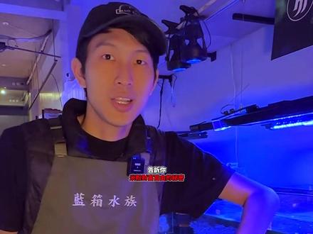 【藍箱水族】切割米粉的奧秘!簡直就像聚寶盆! #水族 #珊瑚 #海水鱼珊瑚 #海水