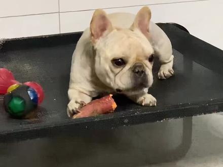 也不知道它们为什么那么爱吃红薯,但少量吃红薯对他们还是有好处的!补充维生素,润肠通便,但一定要控制量,吃多了会拉肚子#法斗 #萌宠