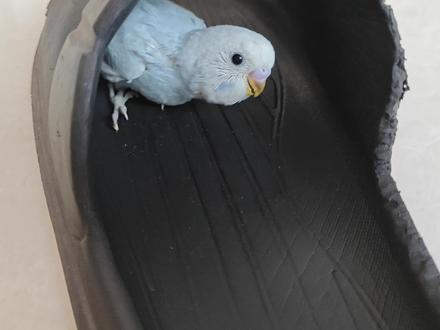 三分钟认识虎皮鹦鹉的品种#虎皮鹦鹉 #养鸟经验分享