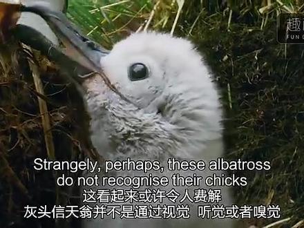 #动物世界科普 # 信天翁 #albatross
它们唯一判断自己孩子的依据就是鸟巢
They identify their kids by finding them on the nest.