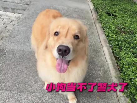 小鸡毛!你当不了警犬了知豆不!#金毛 #万万没想到