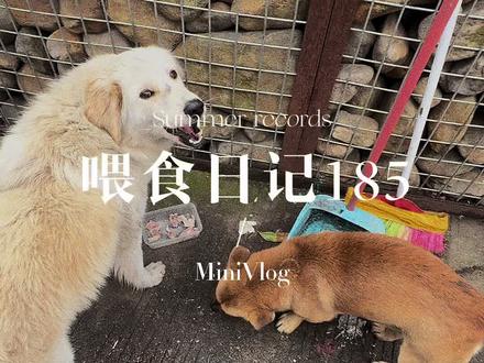 有几只小狗不在了希望都会被善待#救助流浪狗 #流浪动物救助 #狗狗的心思都写在脸上了 #记录真实生活