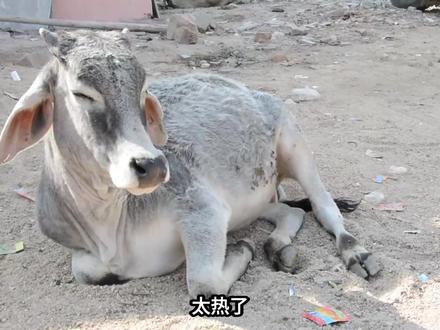 印度50度高温:富人吹空调,穷人睡水泥地