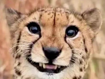 猎豹,可爱的大号猫咪,喜欢卖萌。#猎豹 #豹子 #动物的迷惑行为