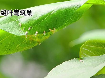 了不起的裁缝师傅长尾缝叶莺,用一片叶子缝制成一个家#原创视频