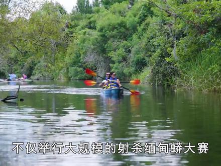 30万只缅甸蟒在美国泛滥,五米多长上百斤重,为何当地人不敢吃?(三) #缅甸蟒 #美国 #动物 #科普