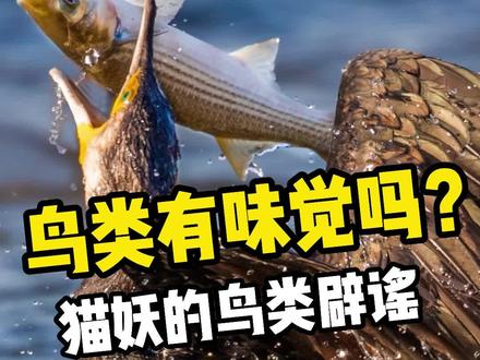 鸟类有味觉吗?#涨知识 #动物 #动物世界