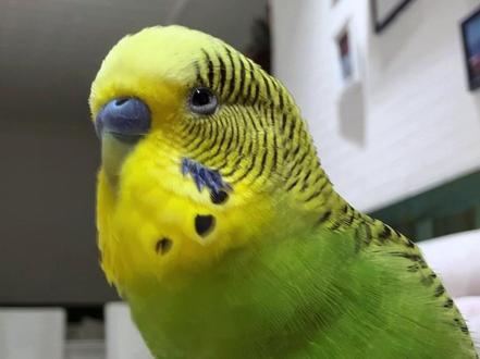 一只黏糊糊的小鸟 #萌宠 #鹦鹉 #鹦鹉学舌