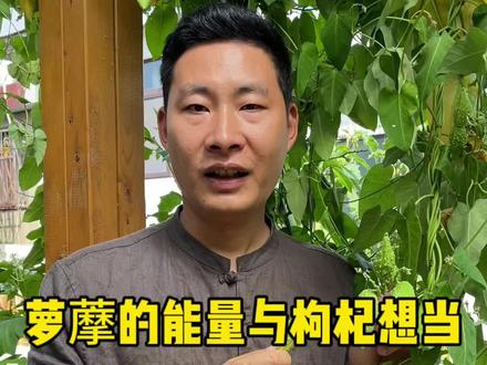 古人说:离家千里,勿食萝藦枸杞,可见他的价值与枸杞相当,你可能不知道,萝藦它全身都是宝,今天就给大家讲解一下#植物科普 #萝藦 #新农人计划2023