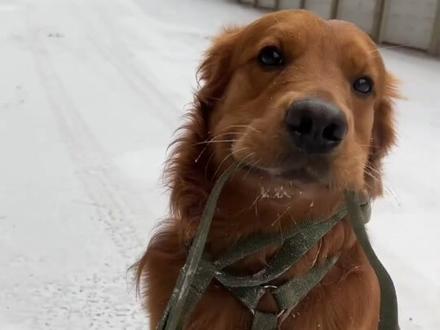 这种狗怕冷吗? #狗狗 #狗#萌宠出道计划#冬天#狗狗抗冻排行榜