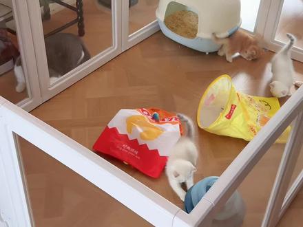 小猫知道自己是黄色的吗,为什么只玩黄色的玩具…