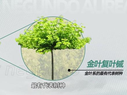 欧美彩叶树种的代表之一——金叶复叶槭#金叶复叶槭