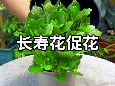 长寿花促花与养护方法 #花卉绿植 #养花小知识 #长寿花