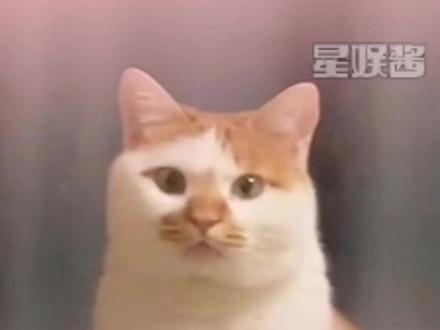 第一次见会邦邦叫的小猫!