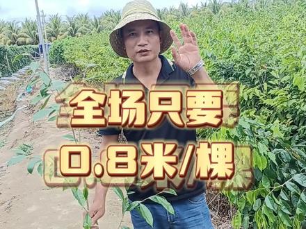 白木沉香底苗
全场只要0.8米一棵
#支持三农扶持三农发展 #抖音助农 #奇楠沉香 #勤劳致富靠双手