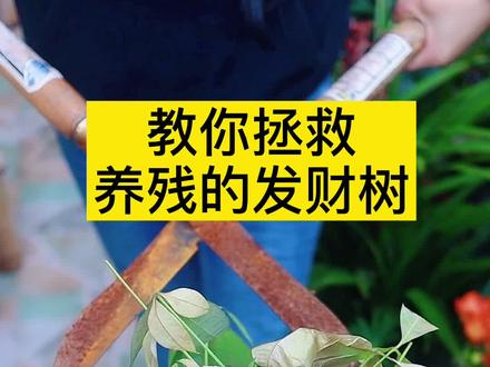 #发财树 叶子枯黄掉叶,叶子无力下垂怎么办?过完冬天别扔了我教你拯救#养花小知识 #花卉绿植 #立夏园艺
