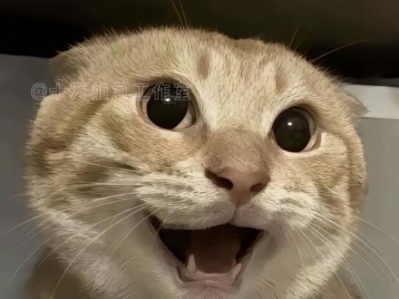 豆浆界来了个神人 #哈基米 #曼波 #抽象 #搞笑