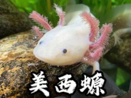 美西螈:我的再生能力,是囚禁我一生的牢笼! #动物世界 #神奇动物在抖音 #六角恐龙 #动物解说