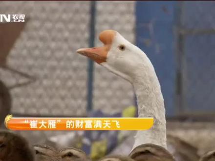 为了让大雁多下蛋,居然让大雁和鹅“结婚”!