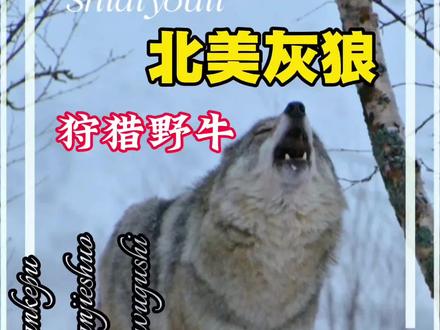 被低估的北美灰狼,单挑美洲野牛,真正的荒野顶级战力天花板 #动物科普 #北美灰狼 #美洲野牛 #食肉动物 #狼