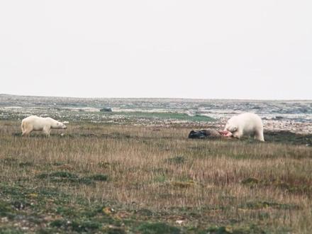 北极熊妈妈终于冬眠了 北极新的生命在诞生成长,新生在继续#北极熊 #动物世界 #北极 #动物纪录片