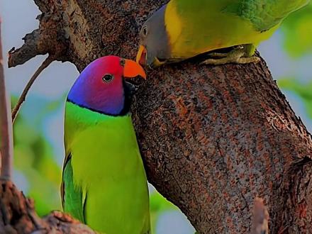 它们不是笼中鸟!中国本土竟藏着9种顶级颜值的野生鹦鹉,你见过几种?#科普一下 #冷知识 #野生动物零距离 #神奇动物在中国 #鹦鹉