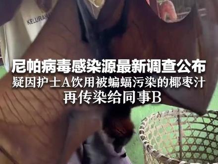 死亡率可达40%以上!尼帕病毒感染源最新调查公布 疑因护士A饮用被蝙蝠污染的椰枣汁 再传染给同事B