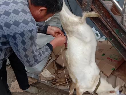 给羊做绝育,看着挺简单点事有些人不一定会。