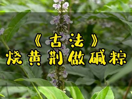 端午节快到了,烧点黄荆做碱水粽,你们的家乡有这种植物吗#你的家乡有这种植物吗 #纯天然无添加 #大自然的馈赠