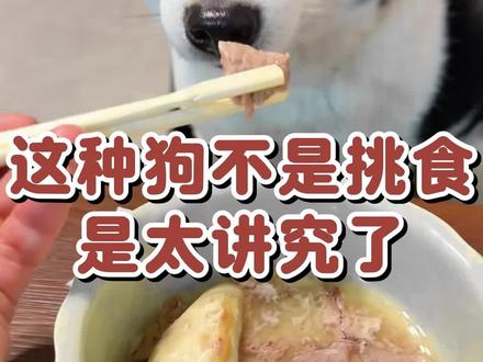 你家狗狗也会等你把食物分成小块才吃吗? #养狗冷知识 #狗狗行为解读 #宠物心理学 #新手养狗
