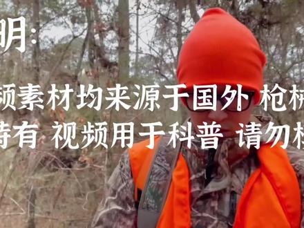 自己打的做着放心。历时4天!制作白尾鹿头骨标本全过程!
