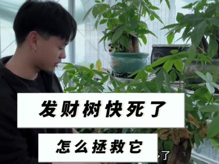 黄叶,枯叶,叶子下垂的发财树,怎么及时拯救它,一分钟教会你#发财树 #一花一草一世界 #爱生活爱养花 #植物 #种植小技巧