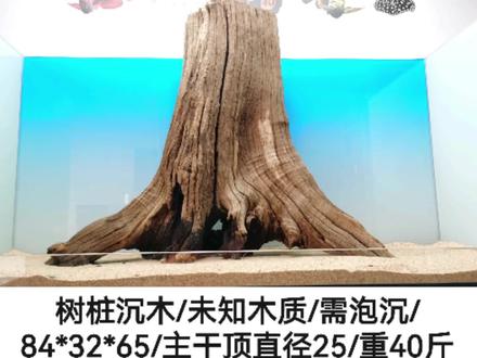 树桩型沉木,南美霸气一体桩#沉木造景树桩 #南美树桩