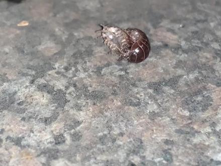 鼠妇,别名潮虫、团子虫、地虱婆、西瓜虫等,鼠妇多在室内潮湿或腐殖质丰富的地方,如潮湿处的石块下、腐烂的木料下、树洞中、潮湿的草丛和苔藓丛中、缸、盆、瓦片、石块、木板底下白天潜伏在缝隙处,夜间出来觅食。#鼠妇 #鼠妇虫 #西瓜虫 #防虫小妙招
