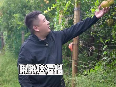 不羡瑶池碧桃树,只羡人间石榴美,这里的中秋要配上月饼加石榴,寻味河南108宝,第六站荥阳#荥阳 #河阴软籽石榴 #三农 #新农夫李权龙 #新农人2023计划