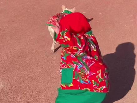 屁桃99祺祺:果不其然!遛的很好……下次不要再遛了………… - 抖音