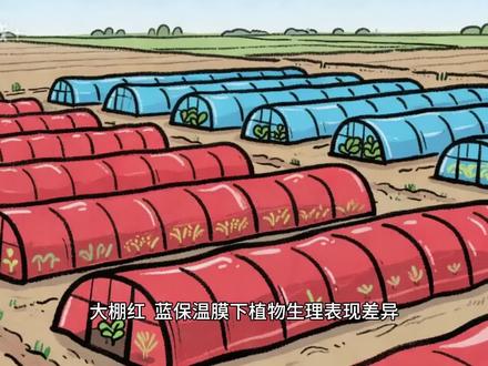 植物在大棚红和蓝颜色的保温膜下的生长状态