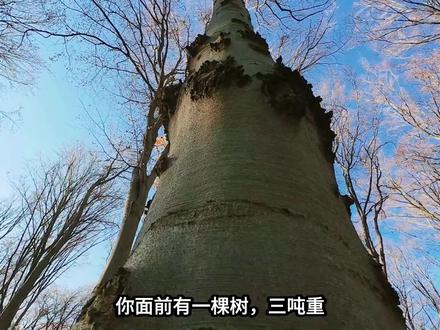 树并不是土里长出来的,阳光是父亲,空气是母亲,土壤只是个架子#科普 #树 #植物冷知识 #二氧化碳 #空气