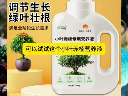 小叶赤楠专用营养液 小叶赤楠出现叶子发黄掉叶子,可以试试这个小叶赤楠专用营养液,补充营养#植物营养液通用型 #园艺盆栽 #小叶赤楠 #小叶赤楠养护 #植物专用营养液
