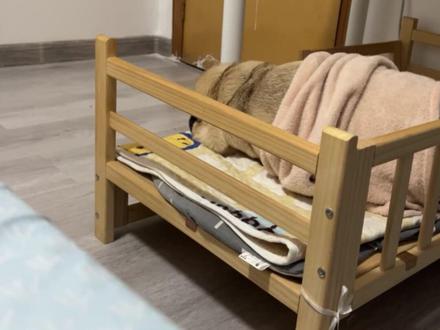 狗狗白天玩嗨了,睡觉边打呼噜边说梦话,网友:比我室友鼾声还大!#狗狗 #打呼噜 #说梦话 #萌宠 #搞笑